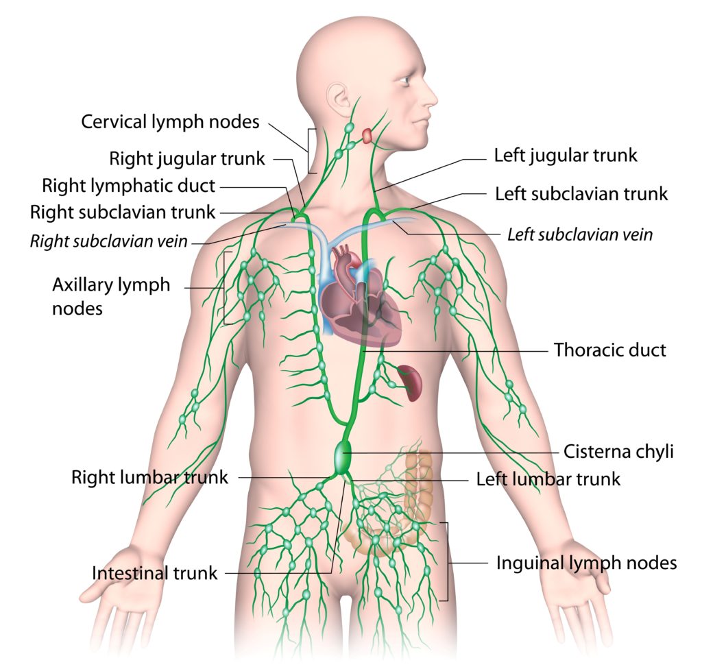 Lymphatic Drainage From Upper Body Labeled Panda