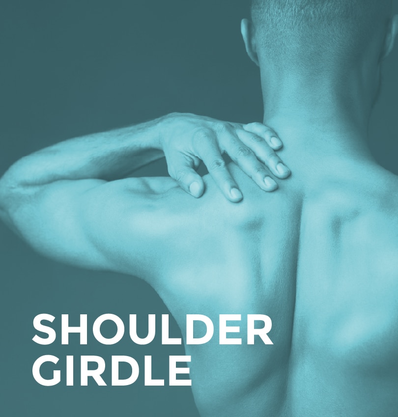 Shoulder Girdle - Panda