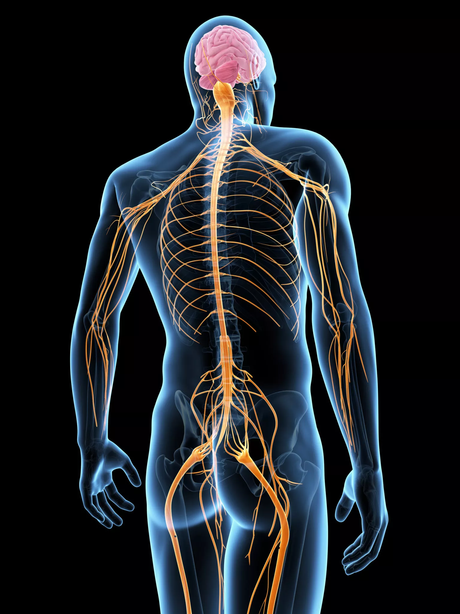 massage ceus